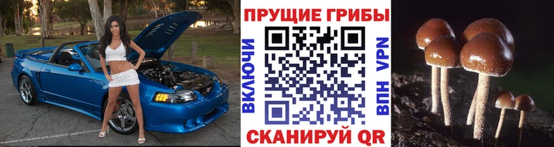 блэк спрут как зайти  наркота  Алексин  Псилоцибиновые грибы MAGIC MUSHROOMS 